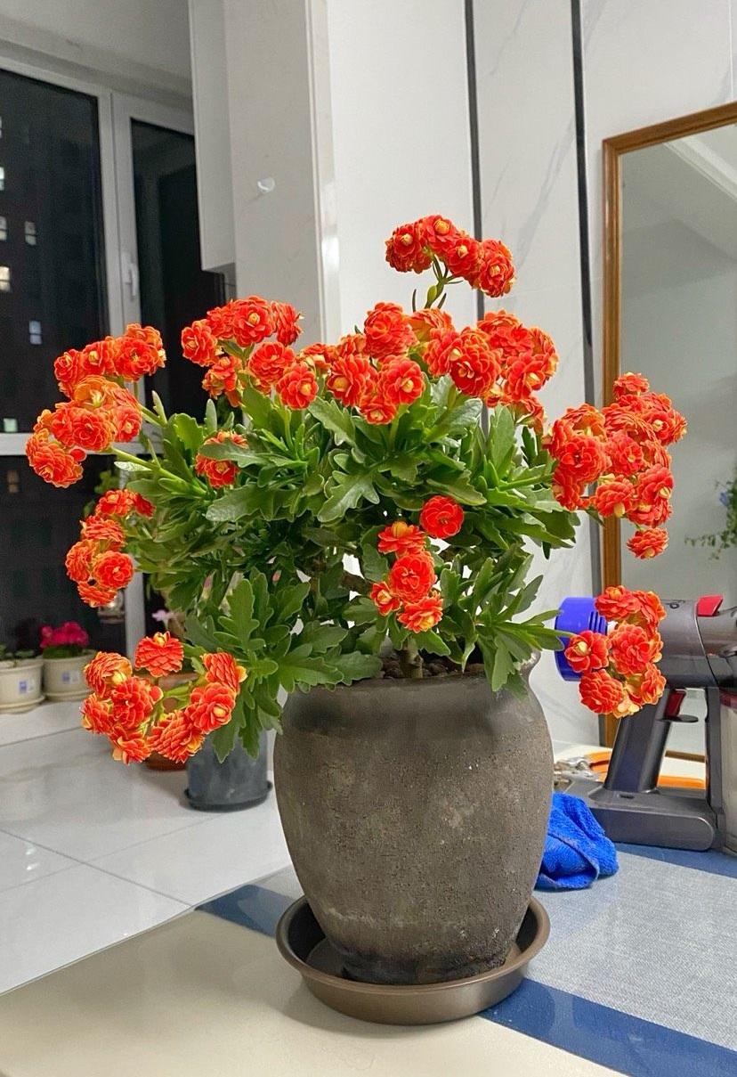 十月长寿花怎么开花,长寿花怎么打才能爆花