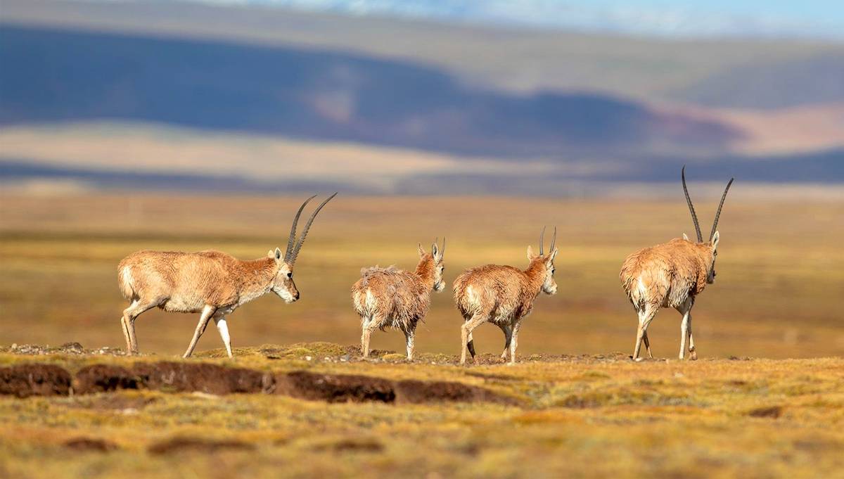 金丝野牦牛是几级保护动物,野牦牛属于国家几级保护动物