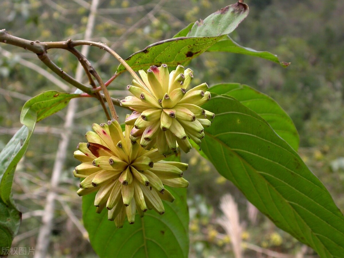 能结小苹果的绿化树,可以结小果子的盆栽树