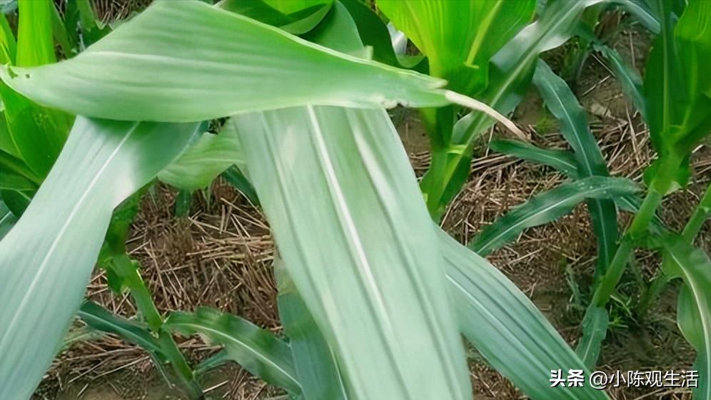 认识植物叶子的基础知识,植物叶子形态各异选择你最熟悉的