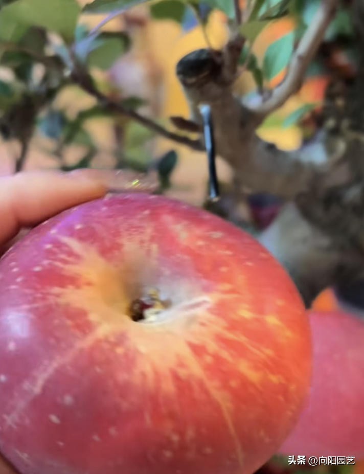 家里苹果果树盆栽,30块买的苹果盆栽