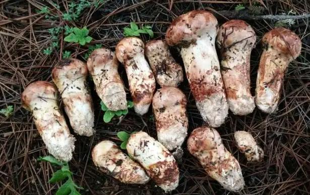 切尔诺贝利抗辐射真菌,切尔诺贝利发现的真菌