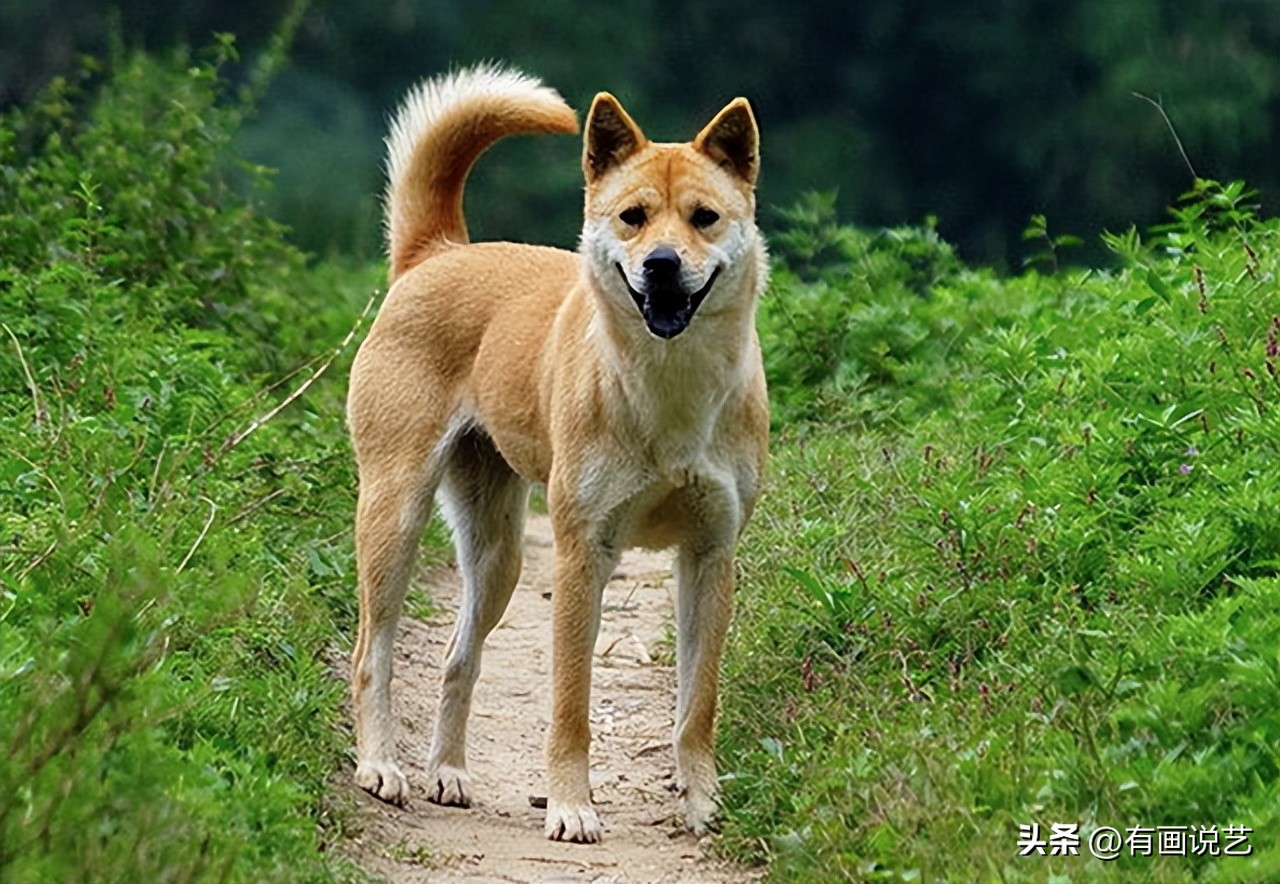 回族为什么不吃猪肉？满族为什么不吃狗肉？那汉族不吃什么肉呢？