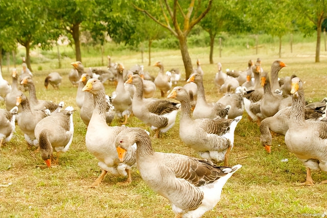 养殖鹅为什么掉毛,鹅掉毛严重怎么治