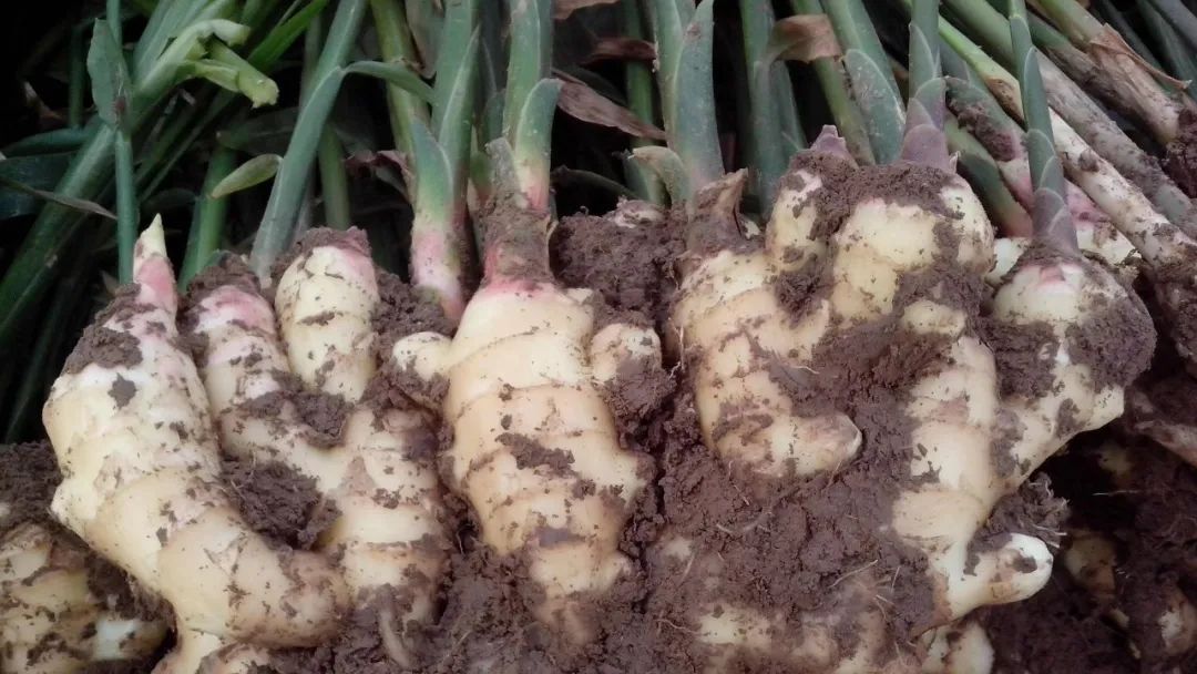 那天晚上，他吃了3斤生姜，然后……