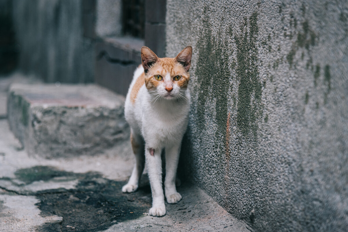 猫得了耳螨传染人是啥样的,猫传腹治好了还会传染给其他猫吗