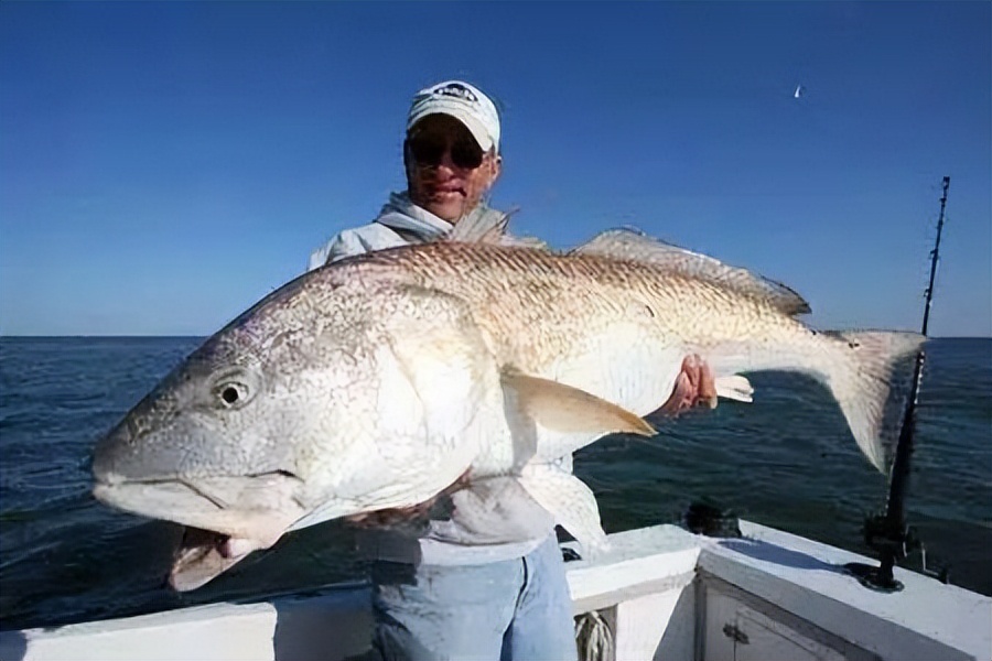 红鱼为什么泛滥成灾,红鱼被吃了