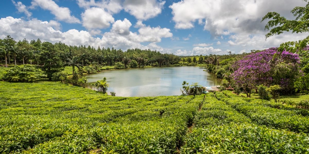 非洲岛国毛里求斯免费水果多到伸手可摘，走走路动动手吃到树上熟