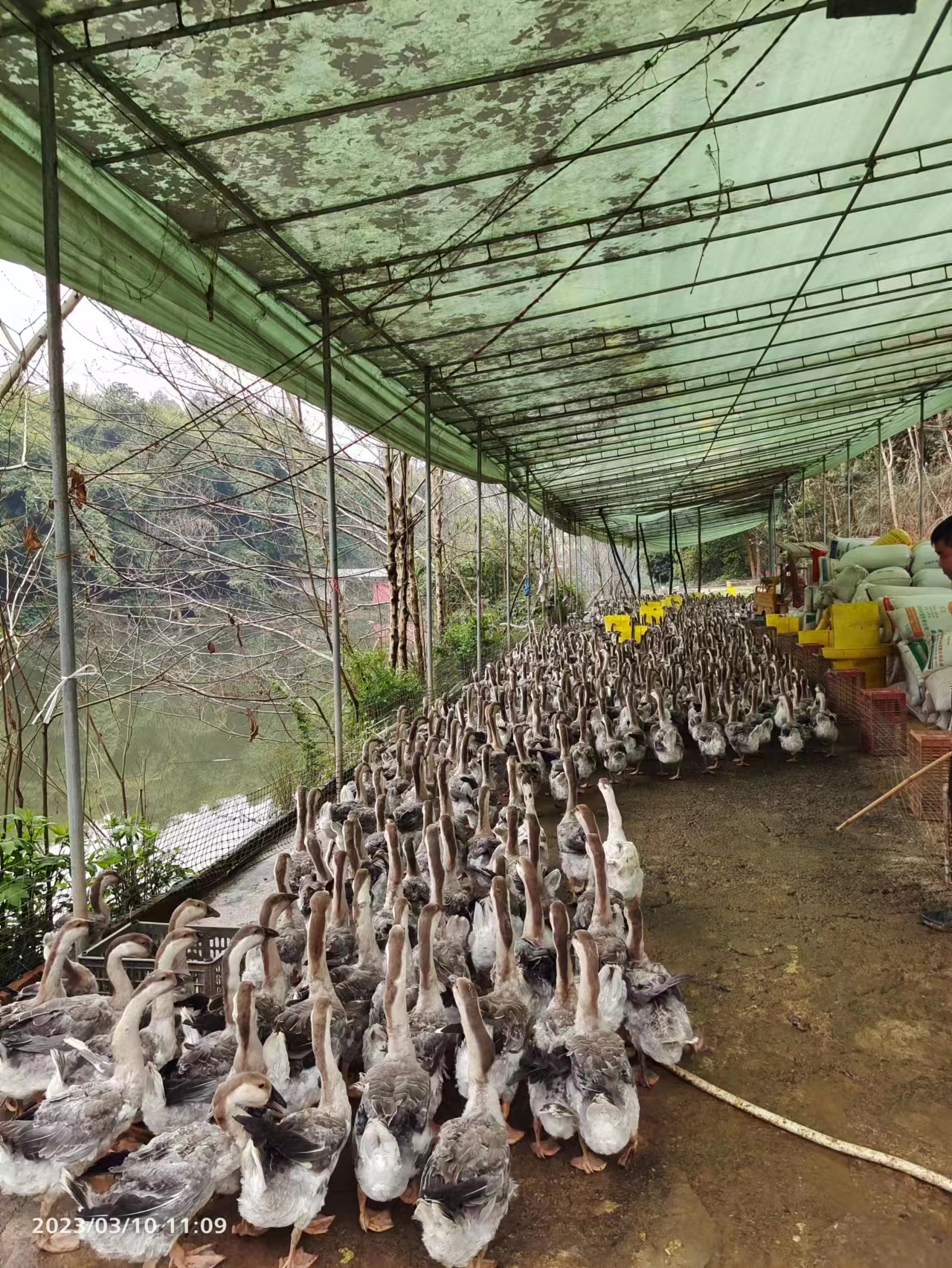 养鹅的前景和方法,养殖养鹅的基本知识有哪些