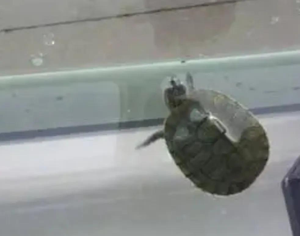 宠物水龟有哪些,宠物水龟冬眠处理方法