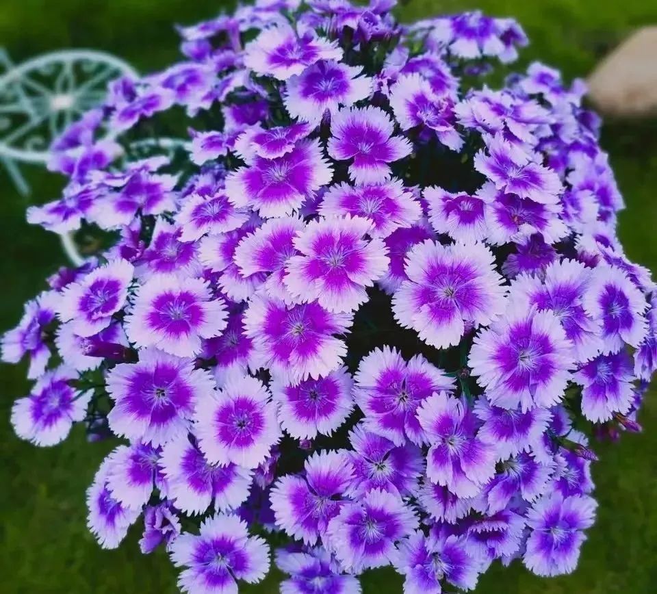 哪些花适合室内养且无毒,超好养的3种花花