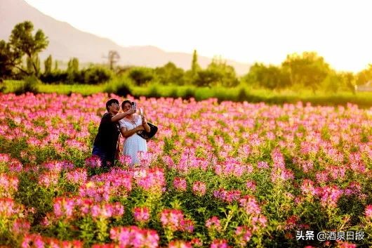 酒泉次第花开,酒泉静待花开