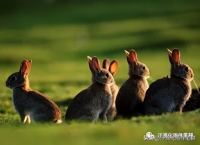 【陕西渭南孙益俭】原创//兔年话兔