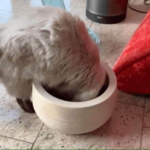 液体猫猫大合集！有毛巾嘛？我们家的小猫又流出来啦