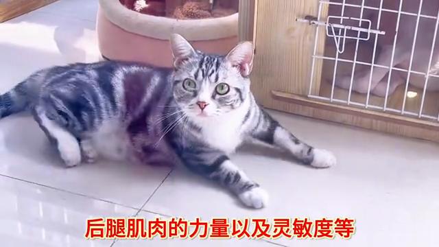 猫咪后腿无力会导致死亡吗,猫咪杯状病毒会引起后腿无力吗