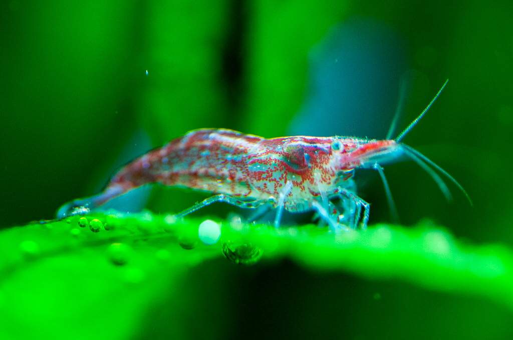 养宠物虾需要准备什么,哪种宠物虾比较好养