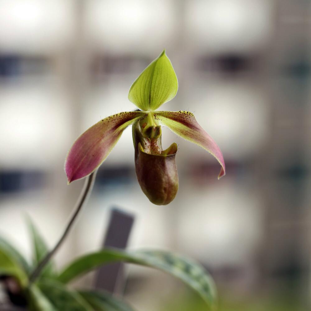 快来看看，兰花的世界真奇妙|壹木星球No.14