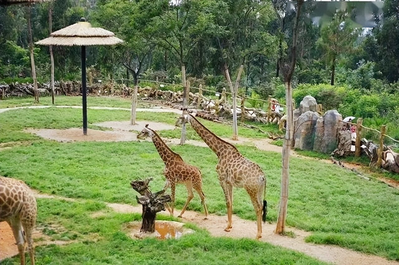 “养蛇少年”白拓:与25条蛇同居,同吃同睡10年,至今未受伤过