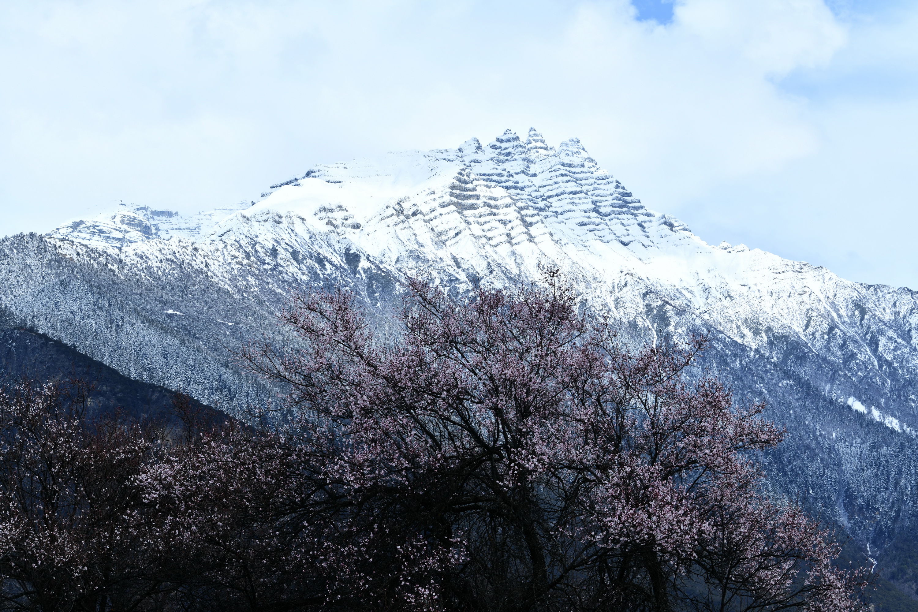 雪域林芝桃花图片 (在雪域江南西藏林芝邂逅漫山桃花)