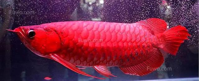 龙鱼缸水质如何调理,龙鱼缸水质稳定剂推荐