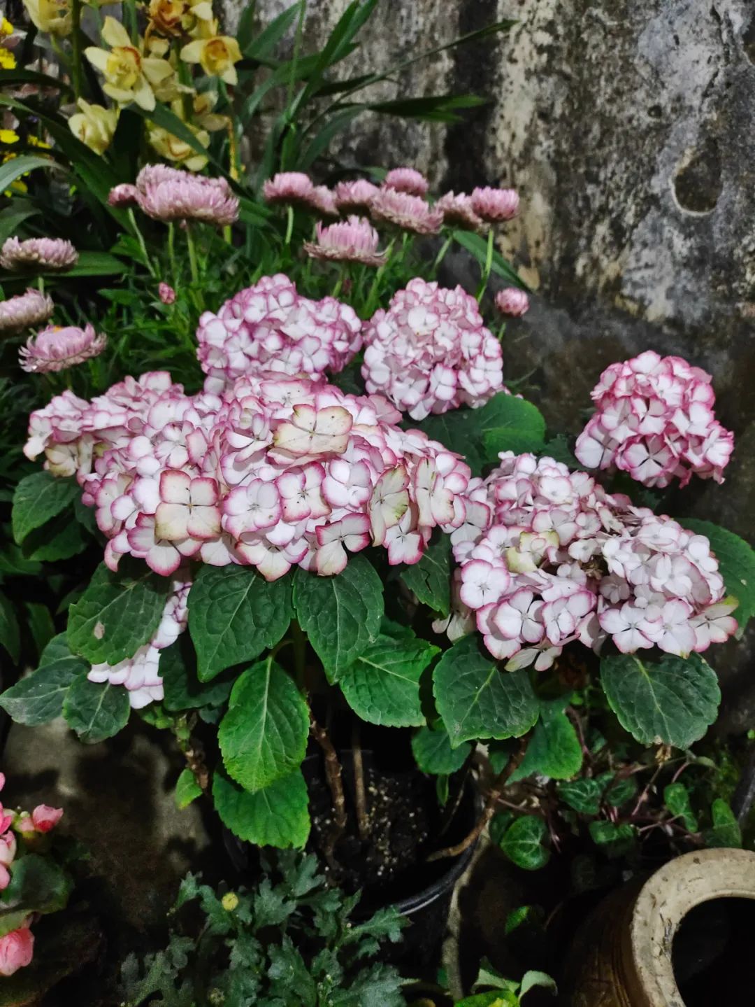 刚刚购买过来植物要怎样养,刚买的盆栽