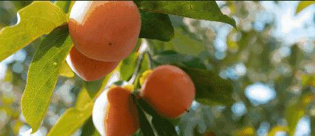 柿子和海鲜一起吃后腹胀,柿子与海鲜同时食用会导致中毒吗