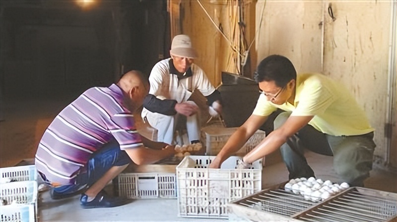 龟仙人养鳄龟,养鳄鱼龟致富