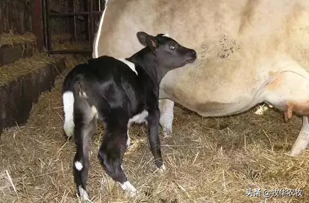 怀孕母牛流黏液怎么回事,怀孕母牛流红血是怎么回事