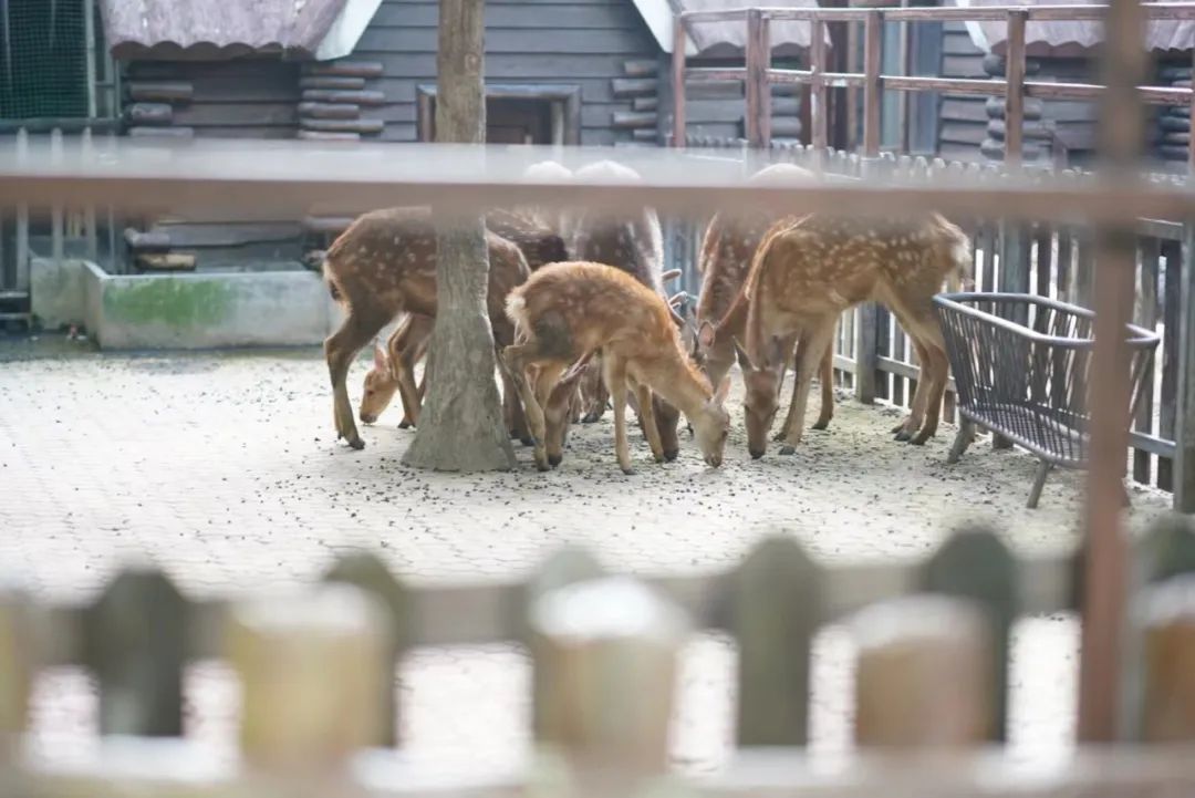 一月份去上海野生动物园和海洋馆,十一带大家去上海野生动物园玩