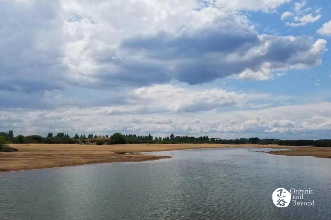 五常稻米原粮稻花香2号,原粮稻花香2号五常稻米