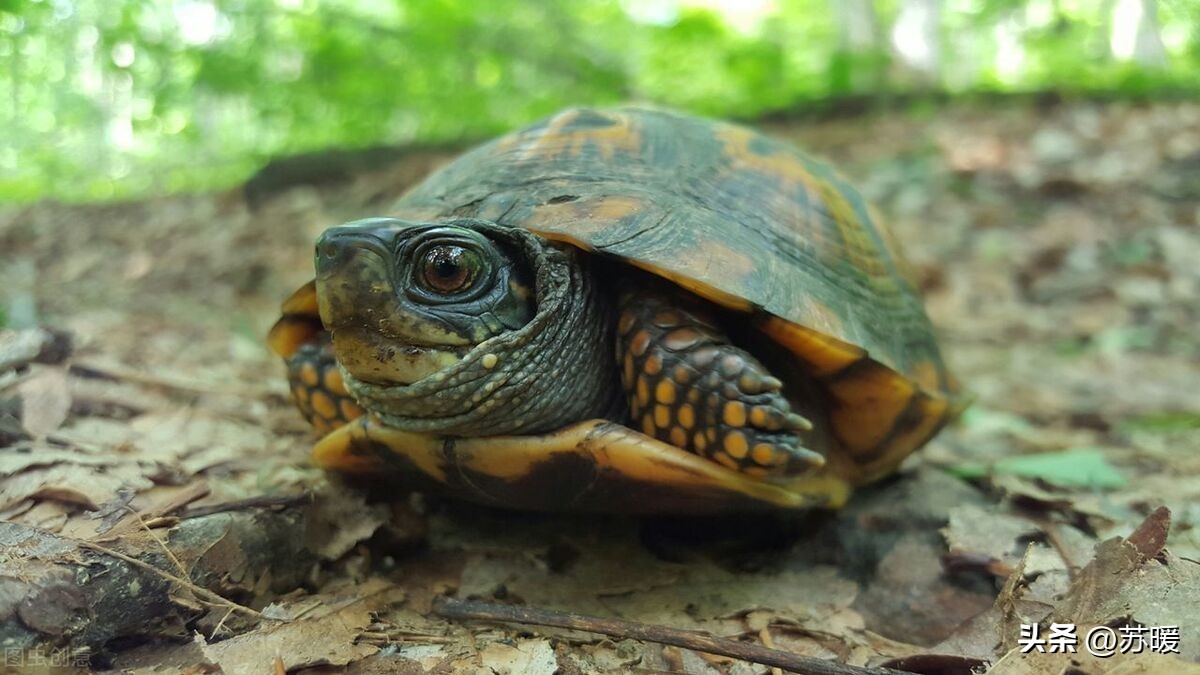 龟龟马上就要冬眠了，选择哪种冬眠方式比较好？