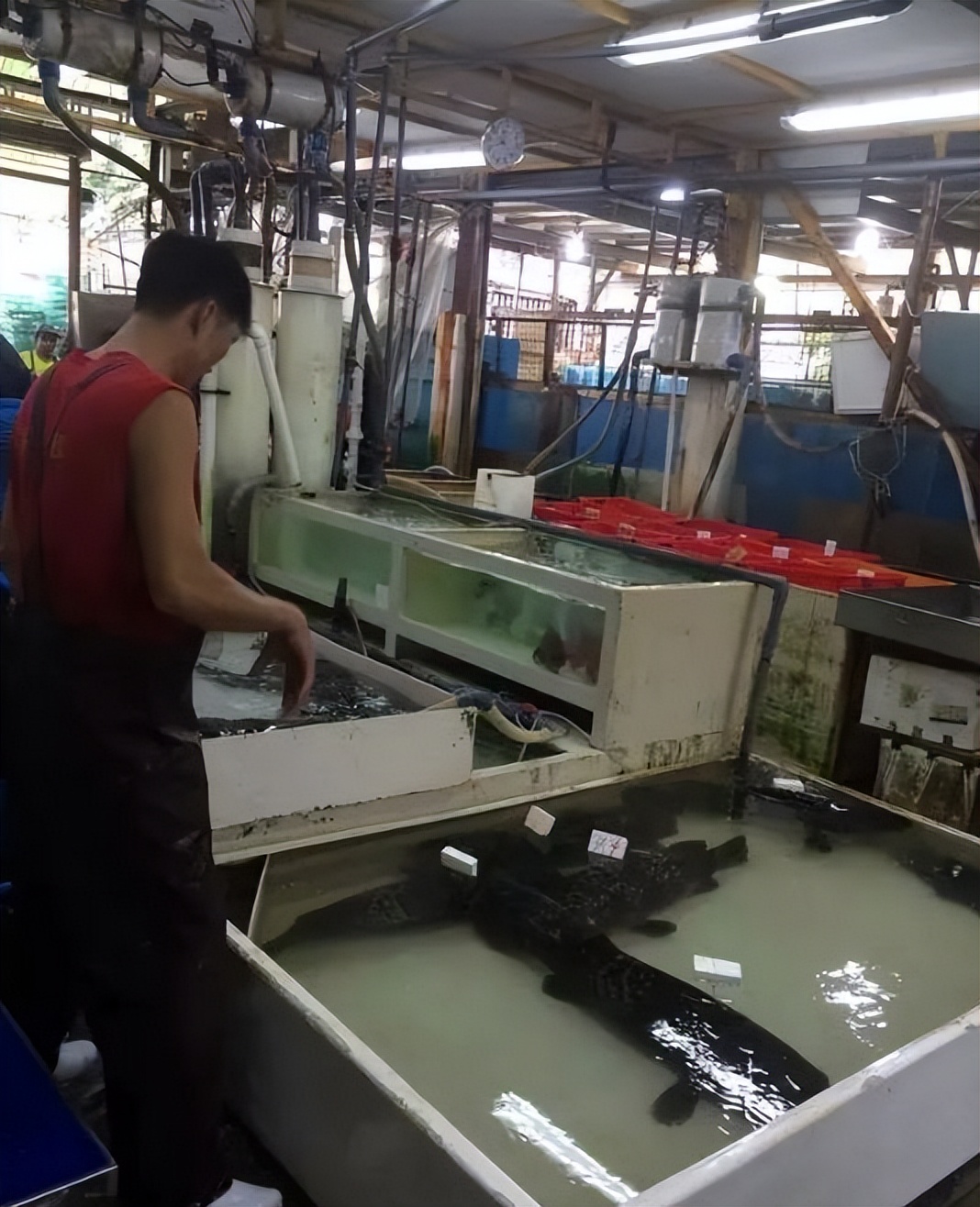 香港海鲜市场生猛海鲜,香港最大水产品市场