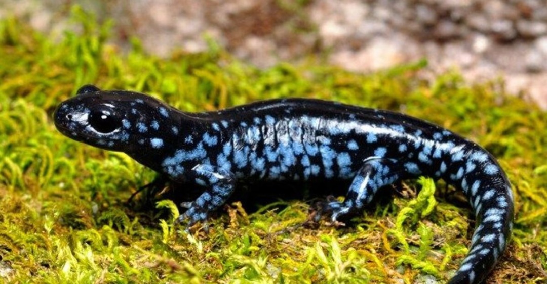 全员雌性，靠偷别人的精子繁衍后代…这种动物让科学家都迷惑了