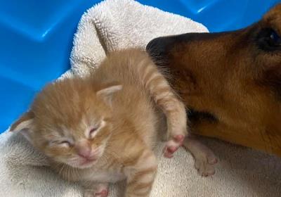 宠物狗胎死腹中怎么办,狗宝宝早产怎么救