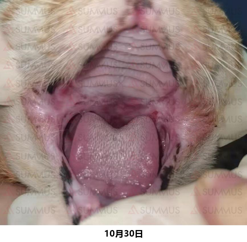 猫咪得了口炎谁有好办法治疗,猫咪得了口炎需要打什么针