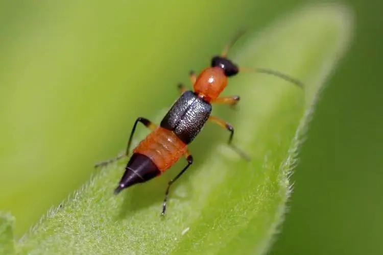 虫咬性皮炎的防治方法有哪些,去除顽固性虫咬皮炎的简单方法