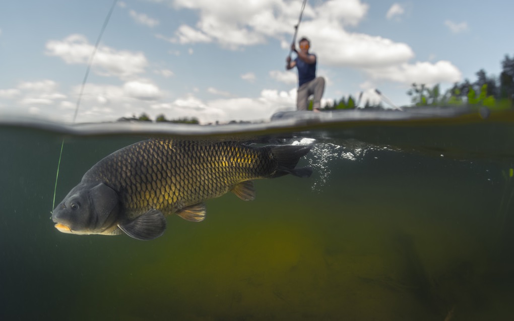 冬季怎样避开小杂鱼闹窝,冬季应对小杂鱼闹窝的技巧