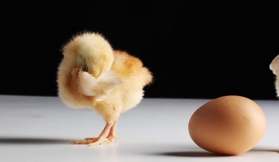 雷尼替丁加青霉素养鸡,养鸡西咪替丁用量