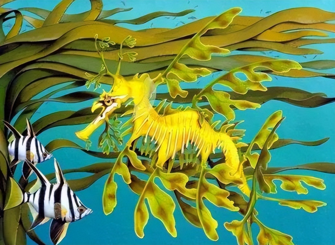 澳大利亚海滩上出现奇怪生物,2016年暴风雨后海滩上的神奇生物