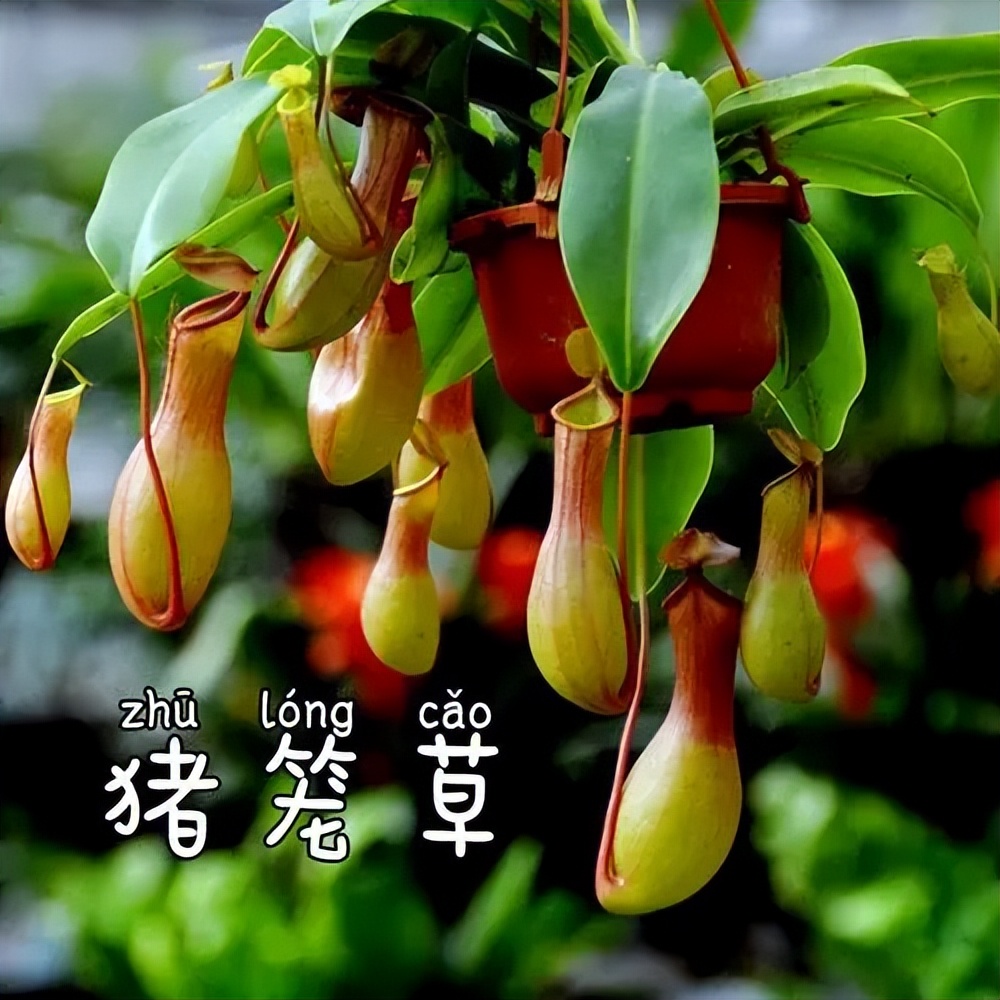 世界上最神奇的食虫植物,世界上最奇怪的猪笼草吃虫