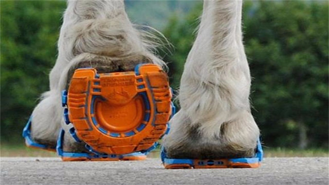 有马蹄铁的马和没马蹄铁的马,橡胶马蹄铁和普通马蹄铁的区别