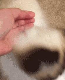 哪种猫不臭比较好养,盘点猫界很香的几种猫