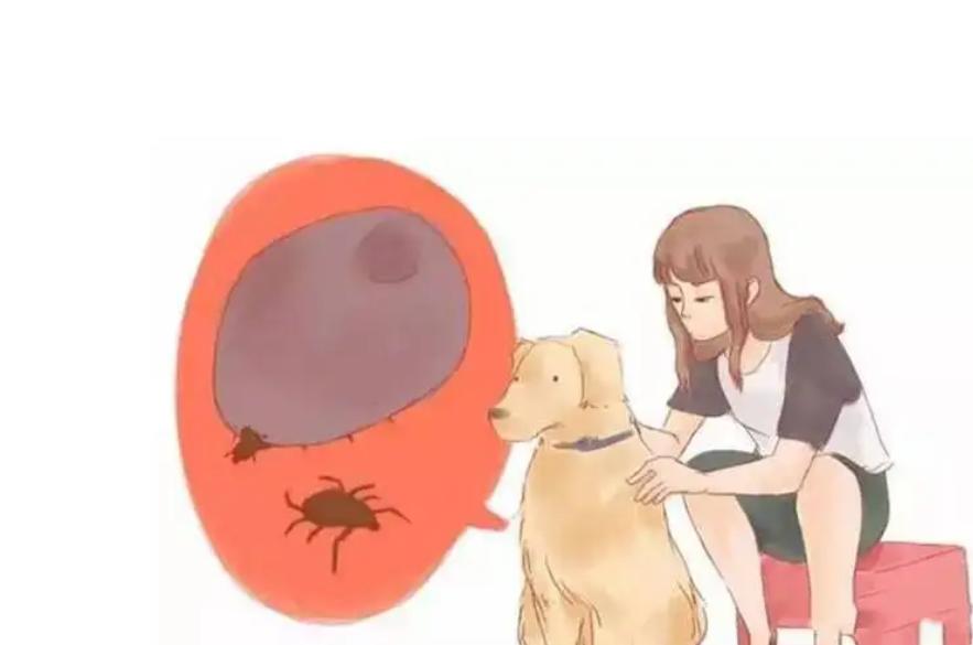 蜱虫会整个钻入身体吗,吸血蜱虫究竟有多可怕