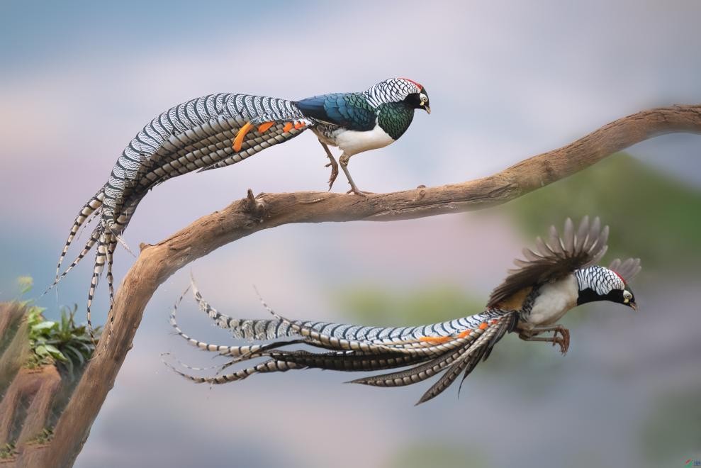 成都凤凰山上有野生动物,四川原始森林里有神秘动物