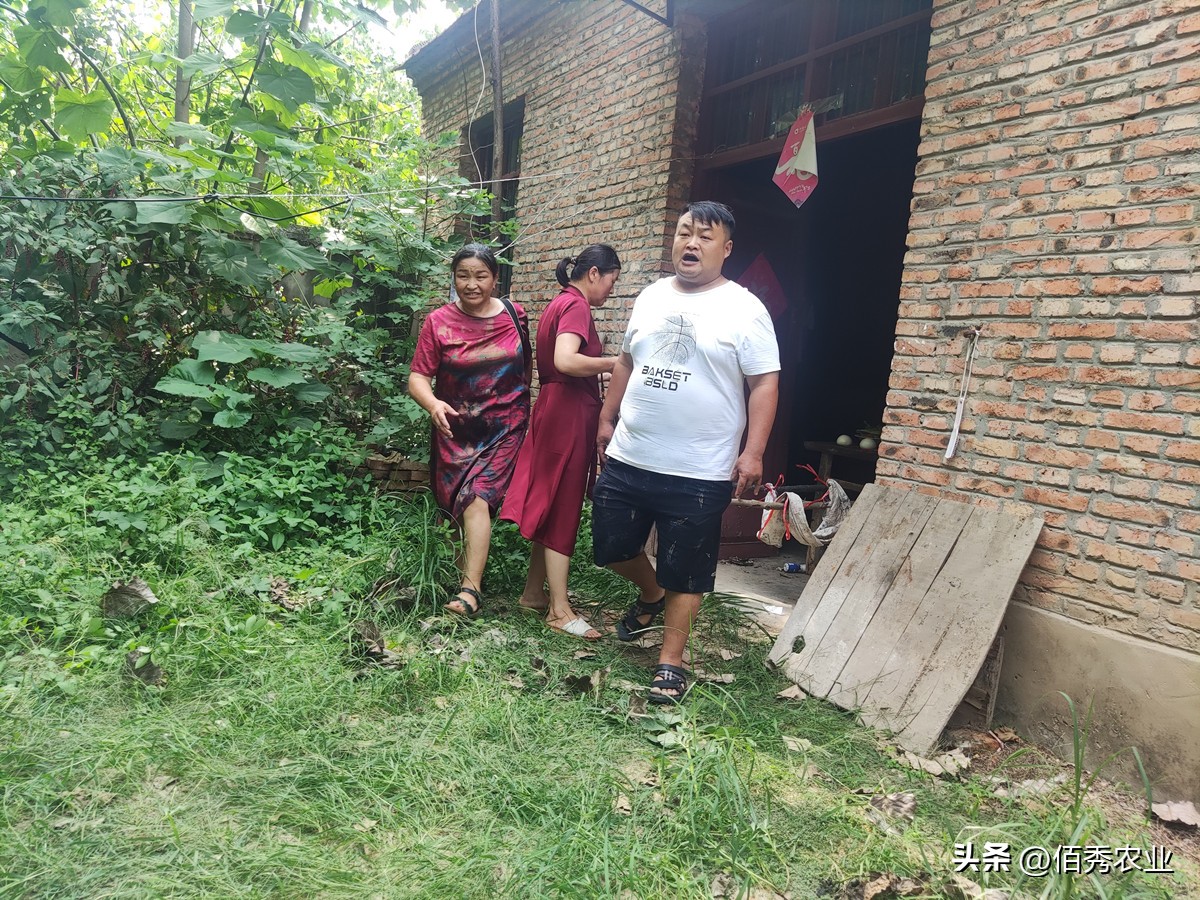 树林除杂草用什么除草剂最好,除庭院杂草用什么农药最好