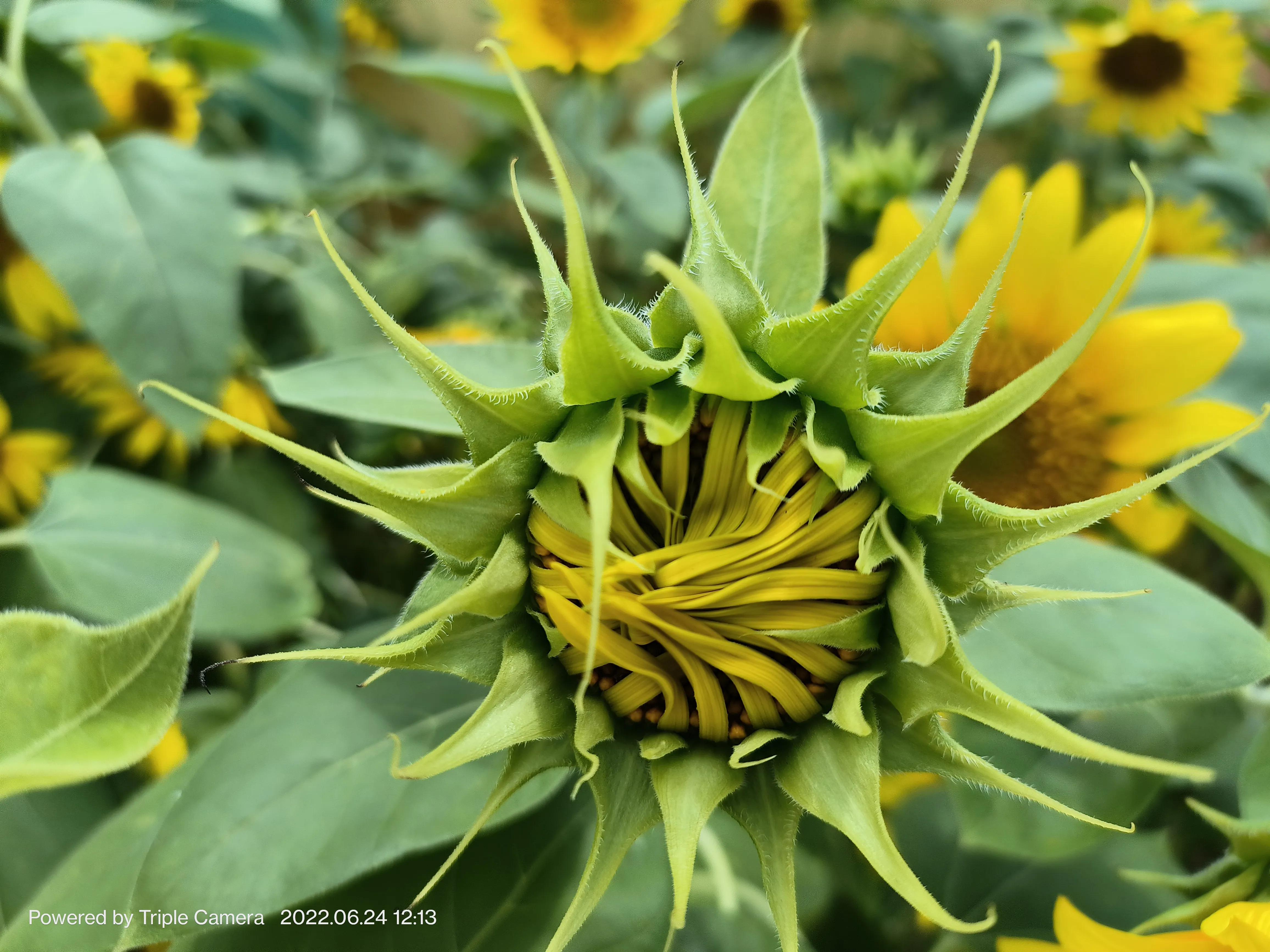幼儿园门口班牌向日葵吊饰,学校门口的向日葵