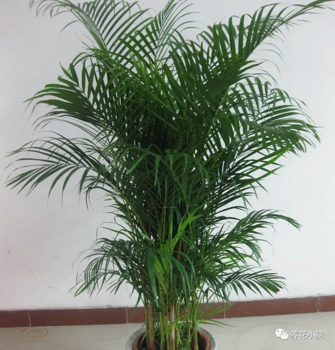 一年四季在客厅都好养的花,一年四季适合室内养又便宜的花