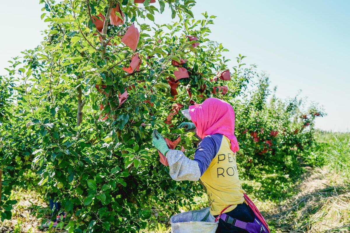 在水果里的虫子,水果套袋子能否防鸟虫