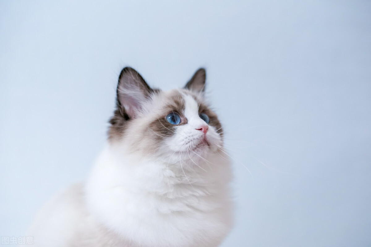 长寿猫咪,想要猫咪长寿需要注意这三件事