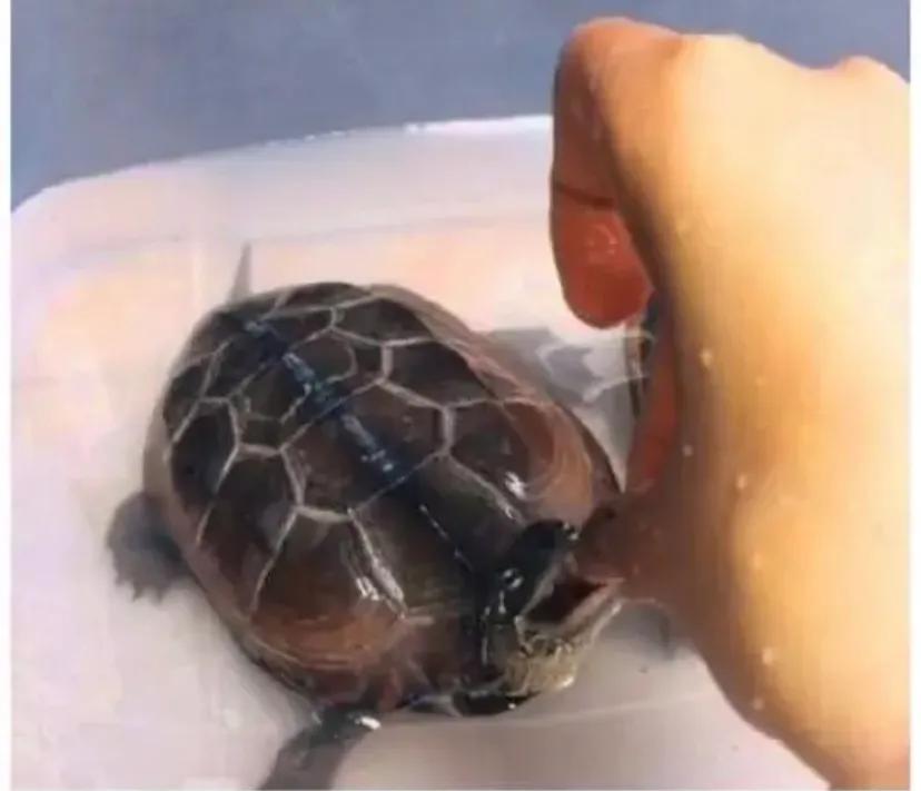 怎样养乌龟才能让乌龟对你信任,怎么养乌龟乌龟才有互动性